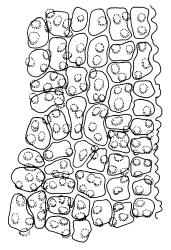 Ardeuma recurvirostrum, upper laminal cells, margin on right. Drawn from J.K. Bartlett 23082, CHR 351308.
 Image: R.D. Seppelt © R.D.Seppelt All rights reserved